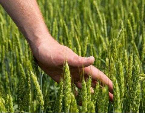 На Львівщині затвердили обласну програму підтримки малих сільгоспвиробників в умовах воєнного стану