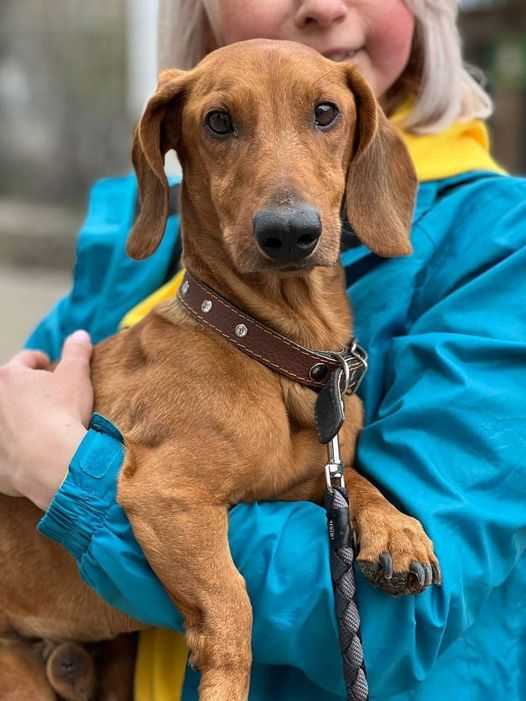 Тварини-переселенці на Львівщині