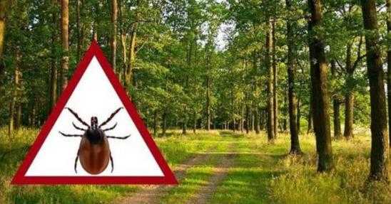Мешканців Львівщини закликають бути обережними: навесні в лісах і парках активізуються кліщі