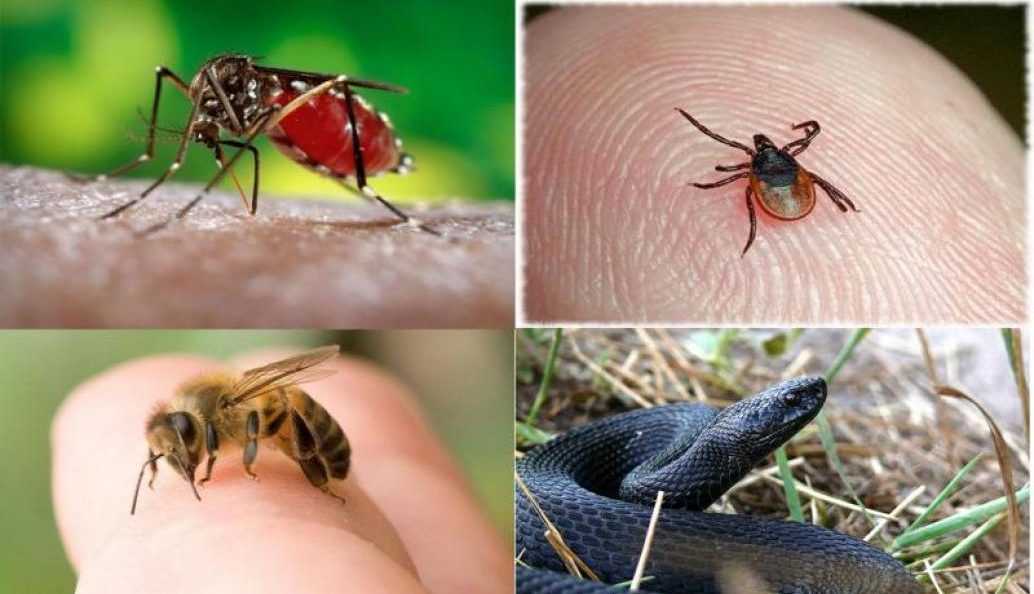 Пам'ятка населенню при укусах отруйних плазунів, бджіл та ос