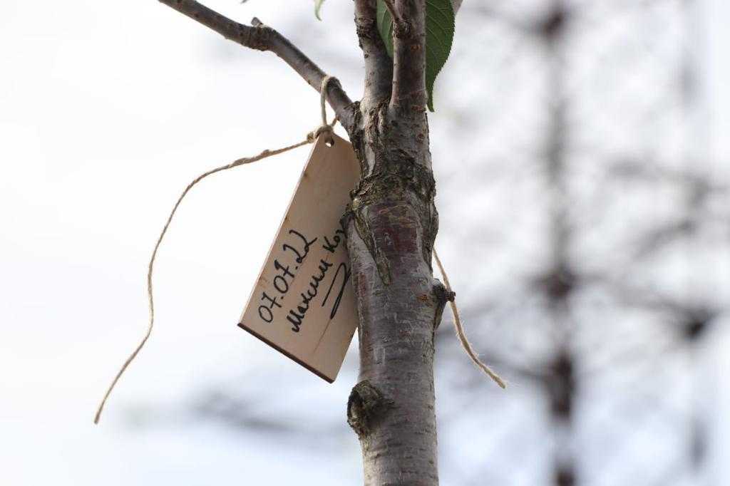 У Львові висадили першу в Україні Алею Співдружності