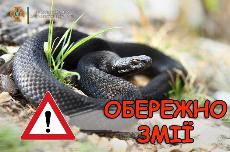 На Львівщині через укус змії чоловік потрапив до лікарні: основи домедичної допомоги