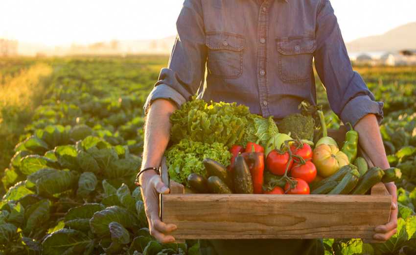 Аграрії можуть отримати гранти на створення або розвиток переробних підприємств