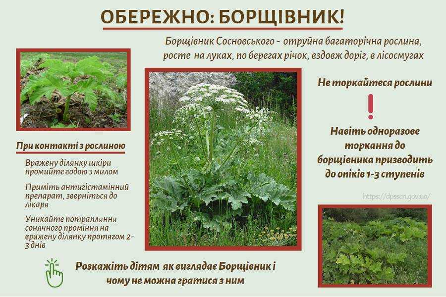 Обережно! Борщівник Сосновського – небезпечна рослина! 