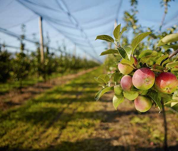 ТзОВ «Органік Захід-Груп» Червоноградського району отримала грант на розвиток власного садівництва