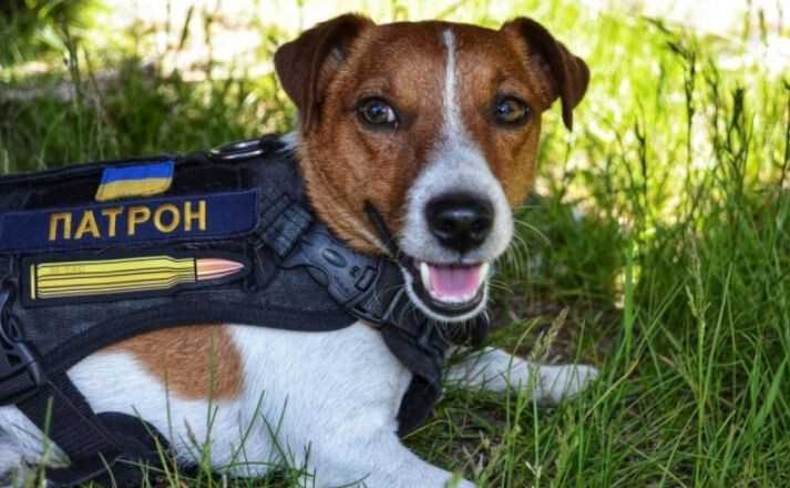 Укрпошта анонсує випуск нової серії марок «Пес Патрон»