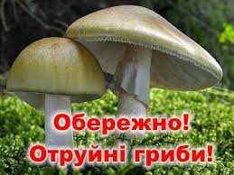 Увага! Отруйні гриби!