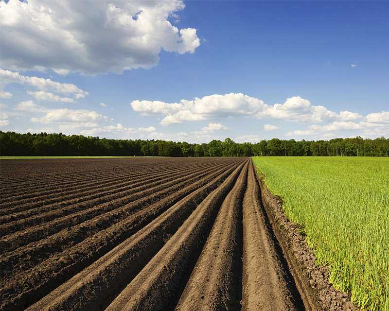 За час війни аграрії Львівщини додатково залучили до обробітку понад 11 тисяч га комунальних угідь 