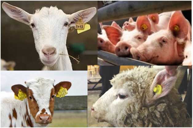 Чому тепер навіть населенню вигідно реєструвати ВРХ?