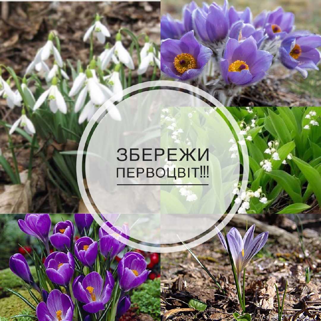Яка відповідальність передбачена за реалізацію первоцвітів?