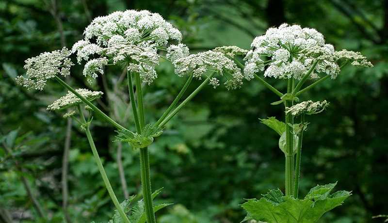 Борщівник: чим небезпечний для людини