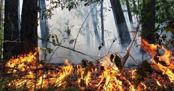 До уваги мешканців: на Львівщині висока пожежна небезпека