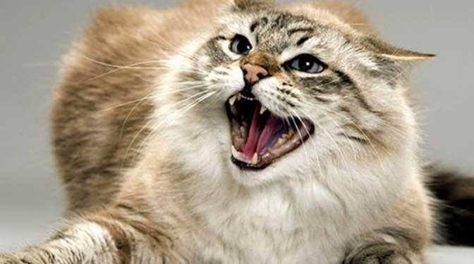 Як уберегтися від сказу: перелік порад від Держпродспоживслужби