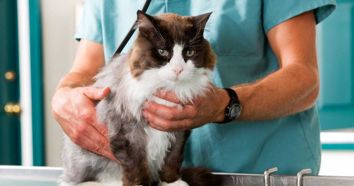 Більше 600 тварин вдалося стерилізувати у межах кількаденної програми у Домівці врятованих тварин