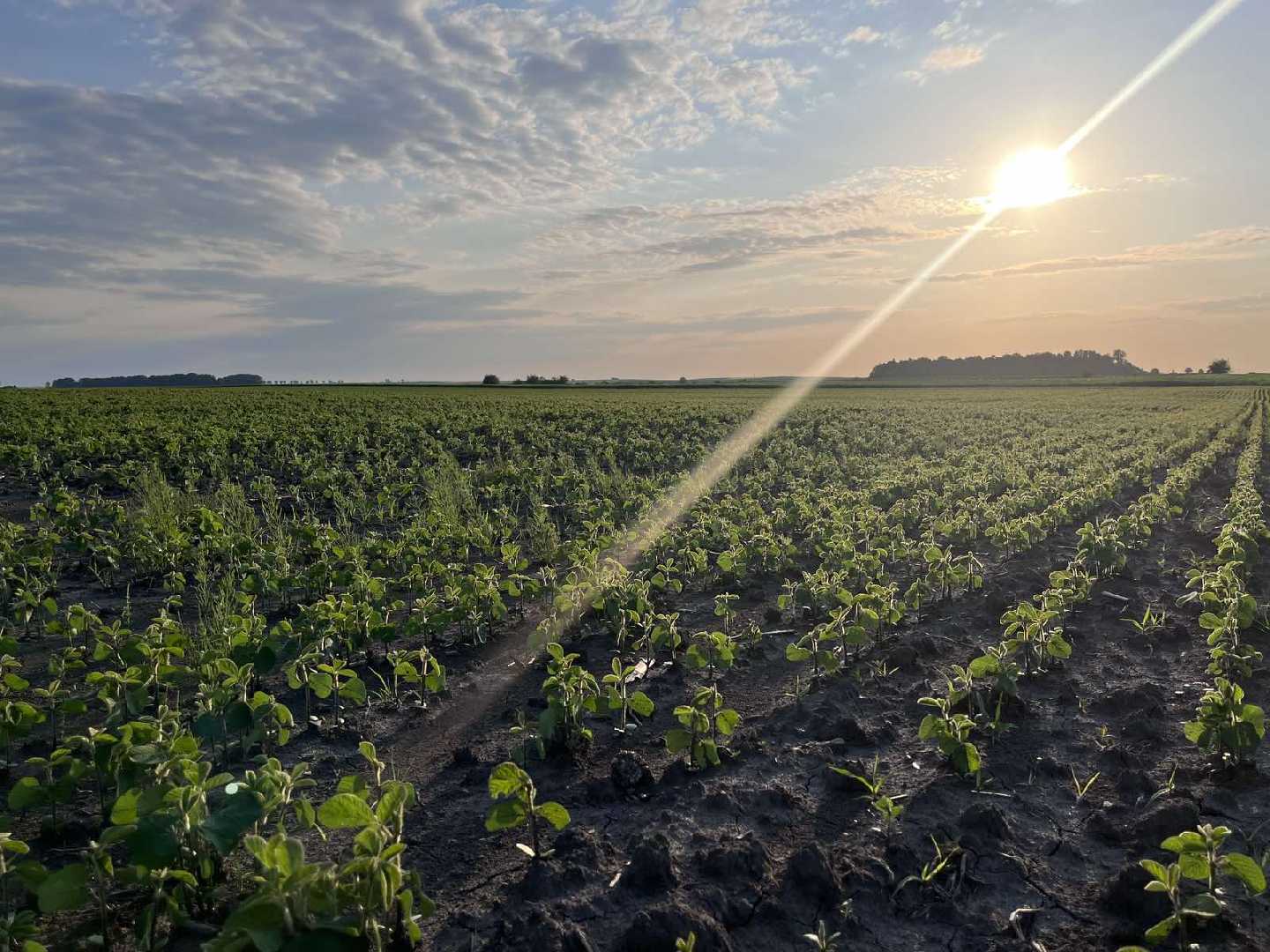 Червоноградщина лідирує за темпами посіву ярих зернових і зернобобових культур на Львівщині