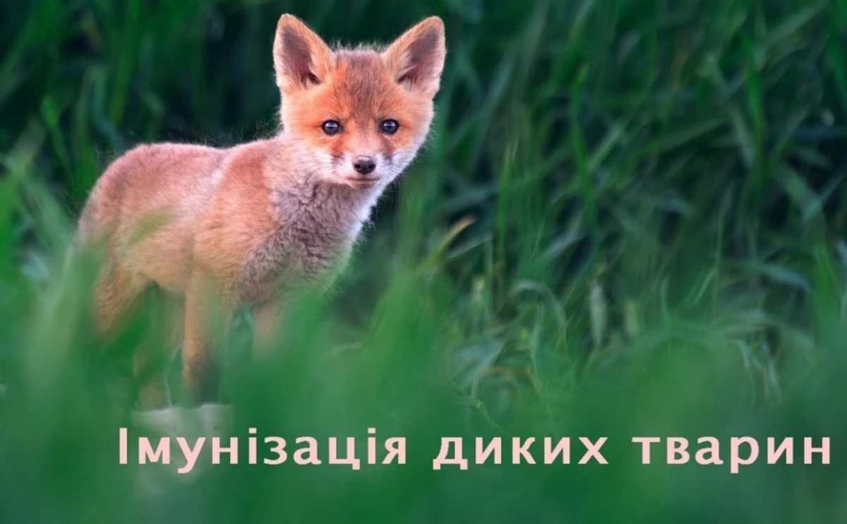 В області відбудеться пероральна імунізація диких тварин проти сказу