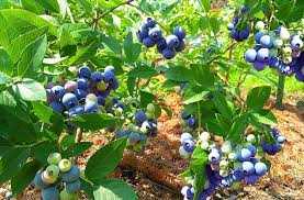 З візитом на підприємство: як «Органічний сад» проводить діяльність за підтримки з обласного бюджету