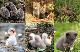 Чи є виправданими дії людей, які забирають додому дитинчат диких тварин чи птахів: пояснення департаменту екології