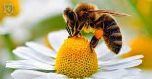 Моніторинг кількості випадків загибелі бджіл у 2024 році