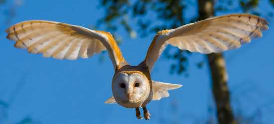 У Львівській області створюватимуть нові гнізда для червонокнижного птаха - сови-сипухи 