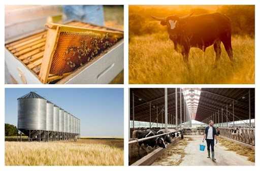 Про державну підтримку розвитку тваринництва та переробки сільськогосподарської продукції