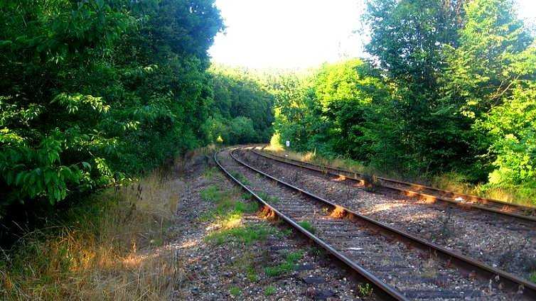 Заходи з охорони лісонасаджень та недопущення самовільних рубок дерев Укрзалізниці