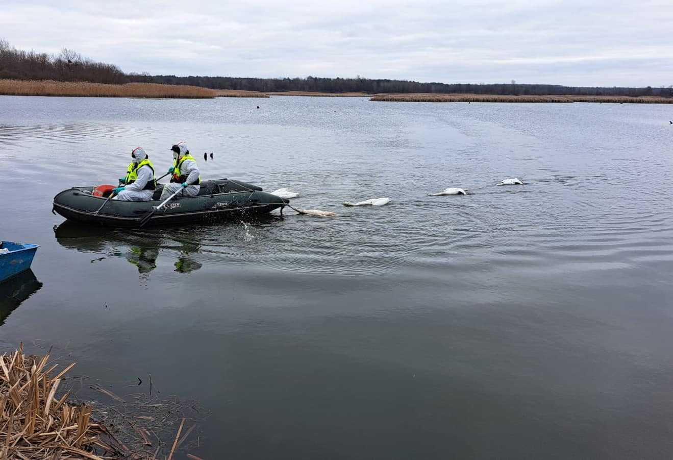 Інформуємо про ситуацію із пташиним грипом на теритоії Шептицької громади