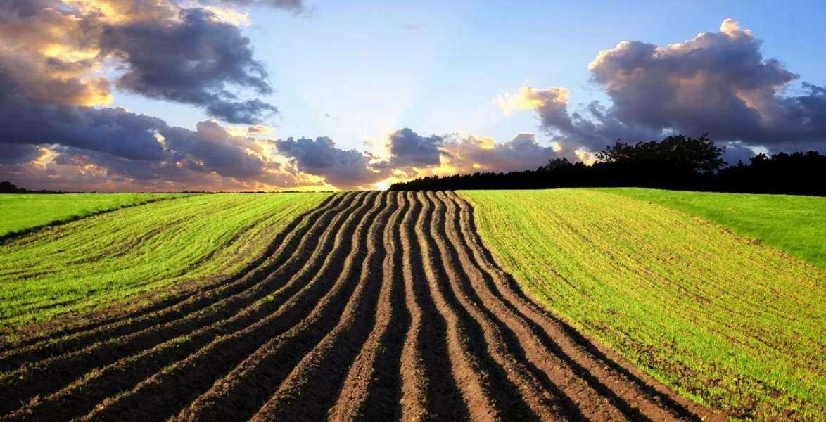 До уваги аграріїв. Стартує прийом заявок на бюджетну субсидію на одиницю оброблюваних угідь.