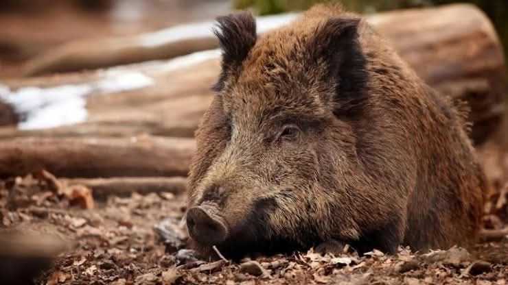 Держава виплачуватиме винагороду за знайдені трупи диких кабанів