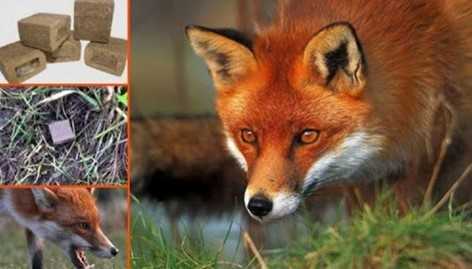 У травні на території Львівської області проводитиметься весняна кампанія з пероральної імунізації диких м`ясоїдних тварин проти сказу