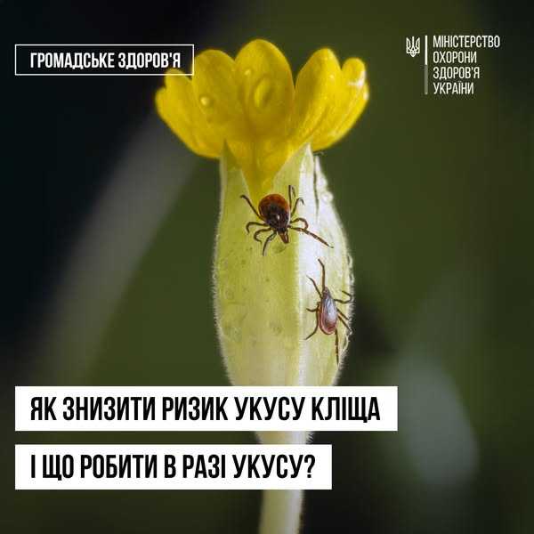 В Україні розпочався «сезон» кліщів – вони все частіше кусають людей