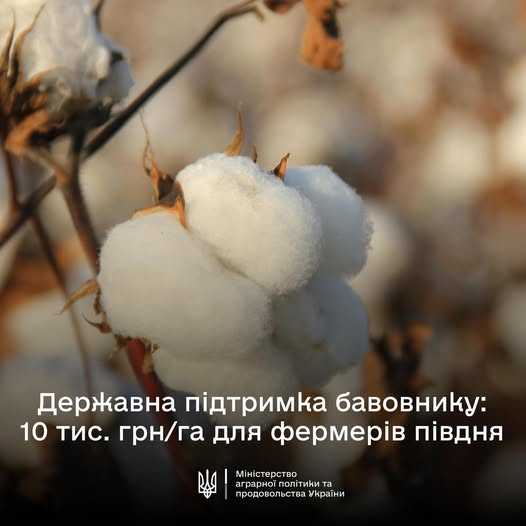 Уряд надасть допомогу фермерам на вирощування бавовнику