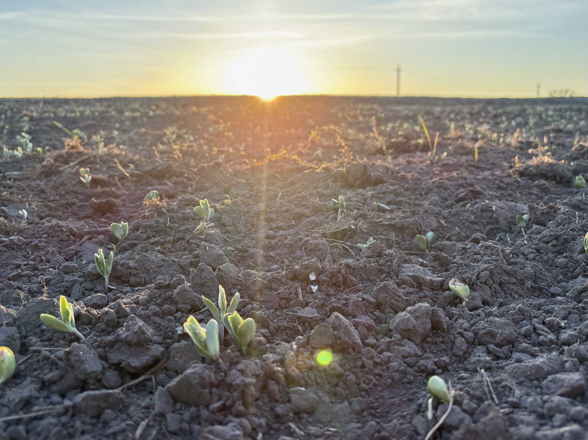 Весняна посівна у розпалі: аграрії району впевнено працюють на врожай