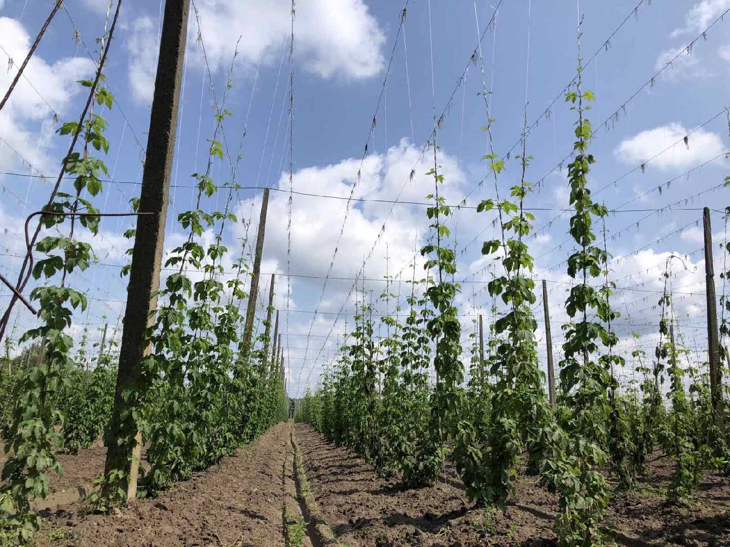 Розвиток хмелярства на Львівщині: робочий візит на агрофірму «Щедрий урожай»