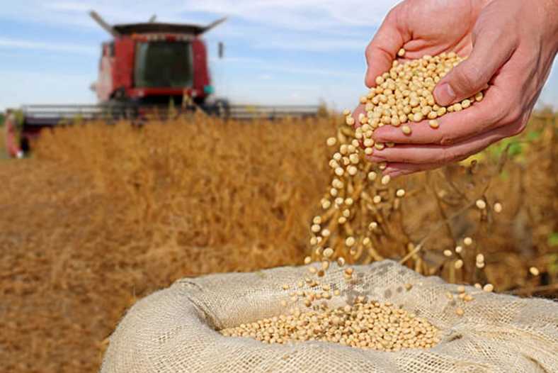 Асоціація «Дунайська Соя» надає фінансову підтримку фермерам: старт прийому заявок