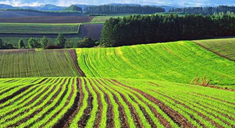 На продаж виставили дві земельні ділянки в Белзькій громаді