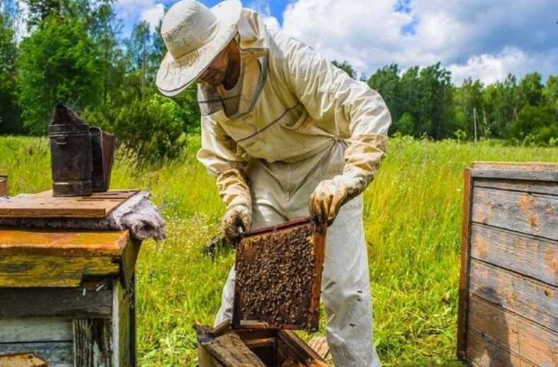 Є-Бджільництво»: електронний сервіс для аграріїв та пасічників