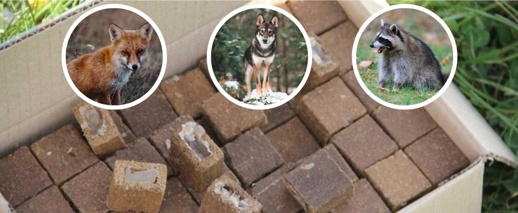 У вересні-листопаді  2025 року на території Львівської області буде проводитися пероральна вакцинація диких м’ясоїдних тварин проти сказу