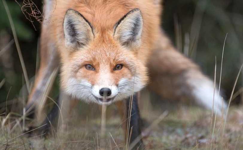 На території Шептицького району проводитиметься вакцинація
диких м’ясоїдних тварин