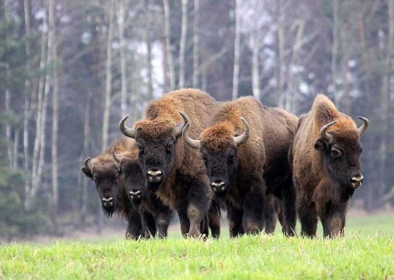 На Львівщині проведуть облік зубрів, що занесені до Червоної книги України