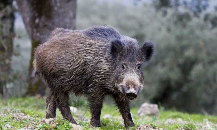На Львівщині посилюють заходи з регулювання чисельності окремих мисливських видів тварин