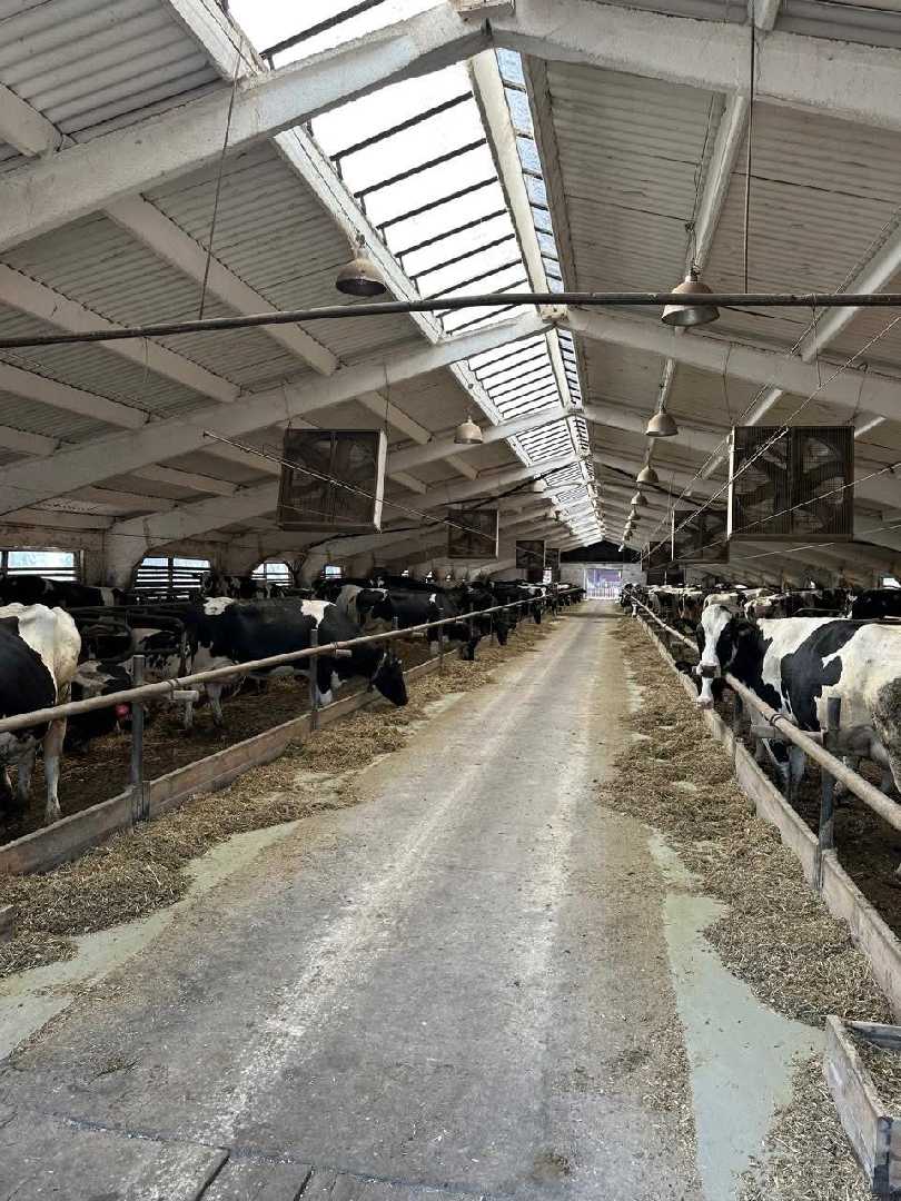 Агрофірма «Білий Стік» розвиває тваринництво та зміцнює аграрний потенціал Шептицького району