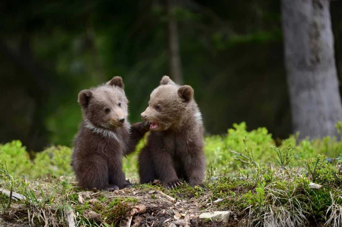 З 1 квітня в Україні розпочався «сезон тиші» для диких тварин: що важливо знати жителям Львівщини