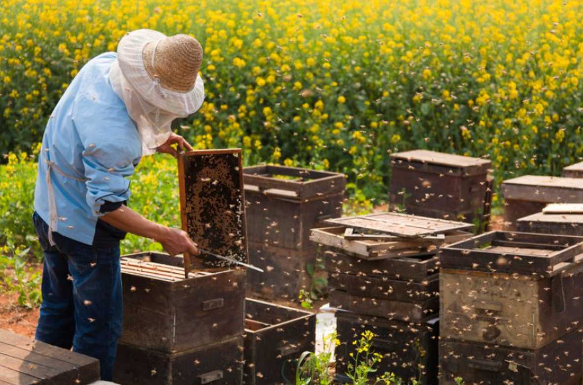 Пасічнику на замітку: покрокова інструкція з реєстрації пасіки
