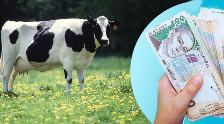 Розпочато приймання заявок у ДАР на спеціальні бюджетні дотації для утримання корів, кіз та овець